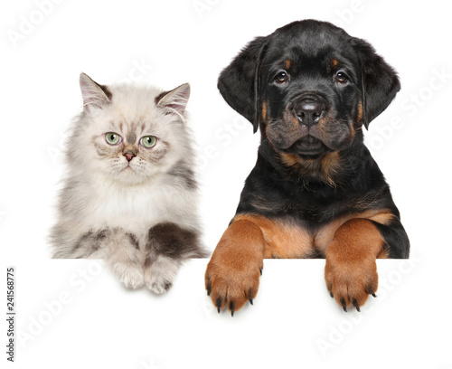 Kitten and Puppy above banner © jagodka
