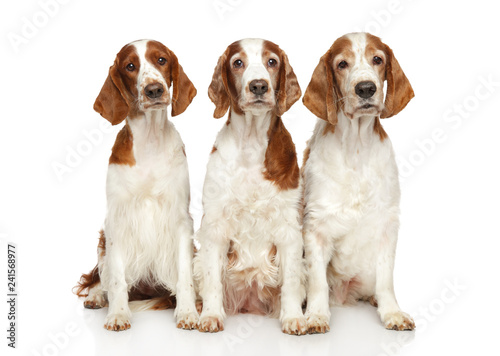 Springer Spaniels in front of white background