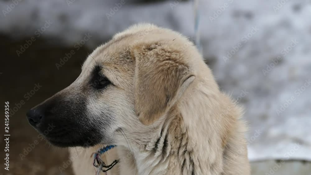 a dog in village conditions, trying to bark a puppy tied with rope,close-up dog head, a dog in village conditions, trying to bark a puppy tied with rope,close-up dog head,