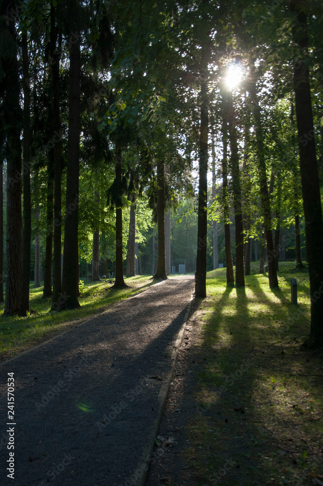 Fototapeta premium Sun shining through trees in a park