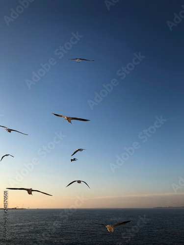 flock of seagulls flying over the sea