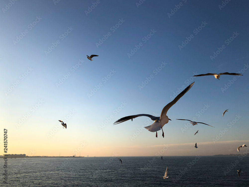 Fototapeta premium flock of seagulls flying in the sky