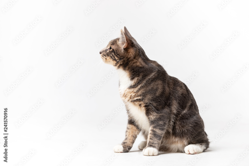 Fototapeta premium Adorable bobtail cat isolated on white background