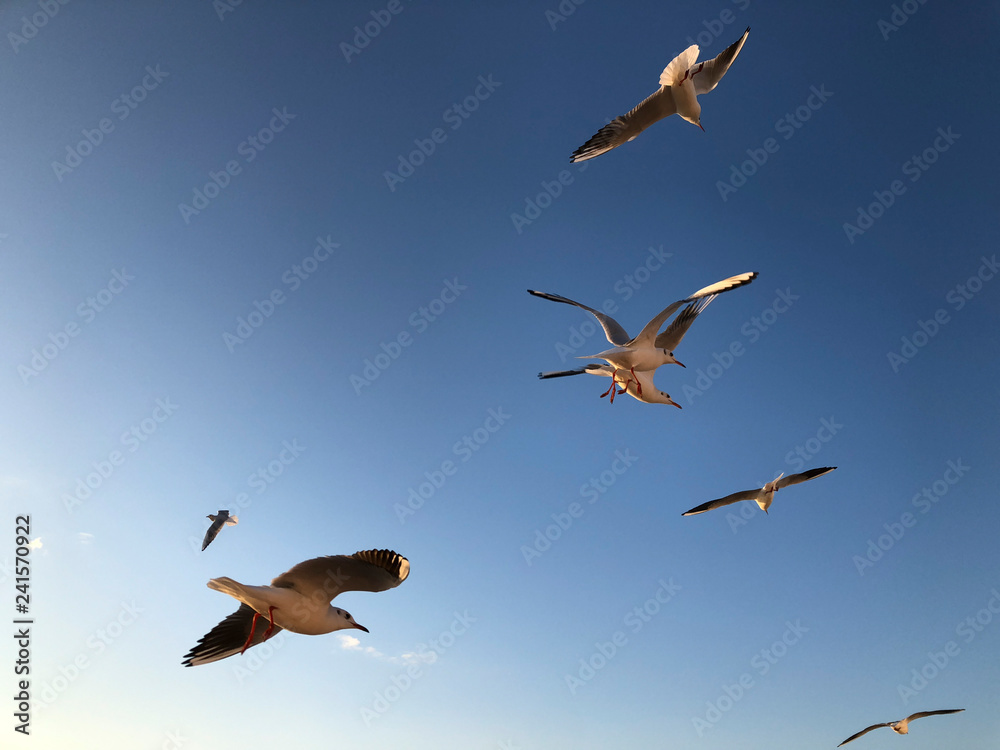 Obraz premium flock of seagulls flying in the sky
