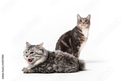 Adorable bobtail cats isolated on white background