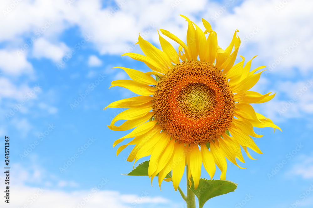 Beautiful sunflowers in the field natural background Beautiful sunflowers in the field natural background