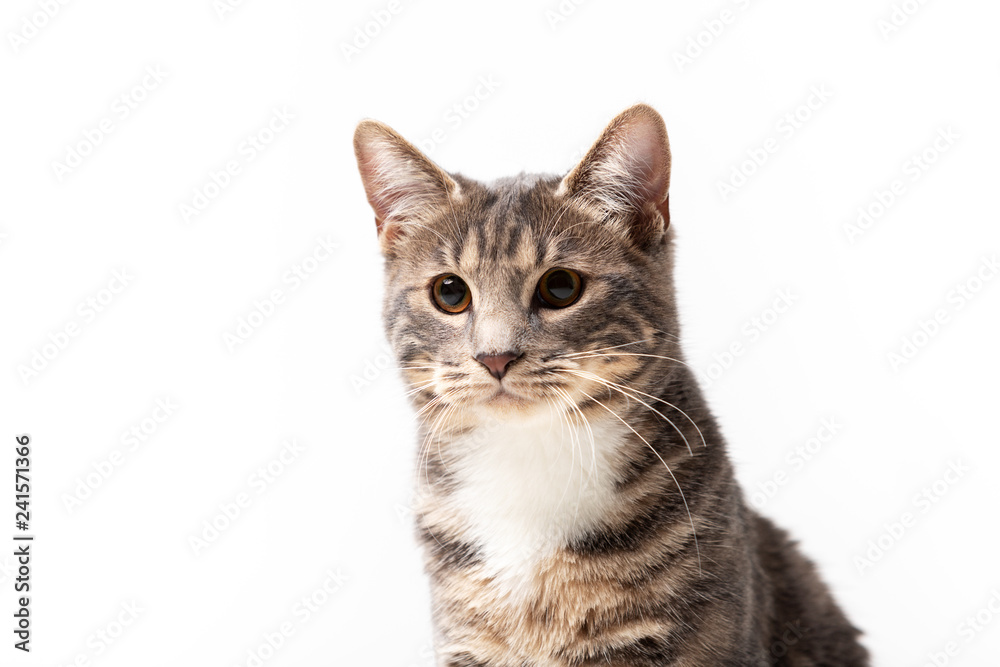 Adorable bobtail cat isolated on white background Adorable bobtail cat isolated on white background
