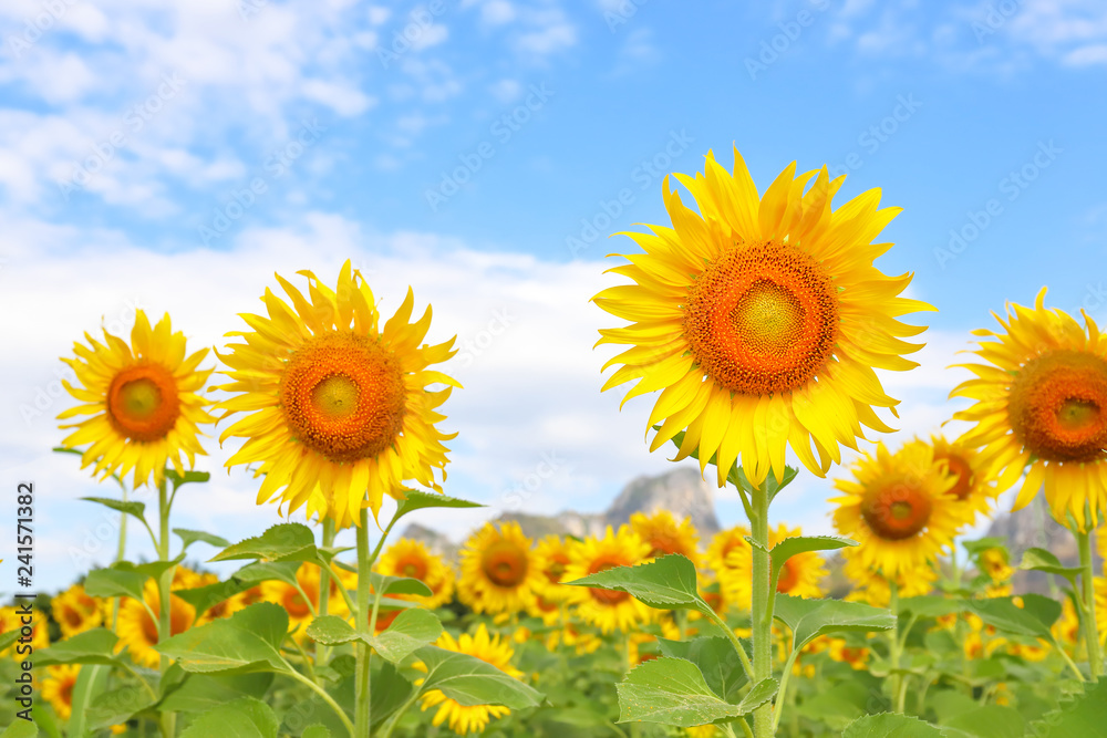 Beautiful sunflowers in the field natural background Beautiful sunflowers in the field natural background