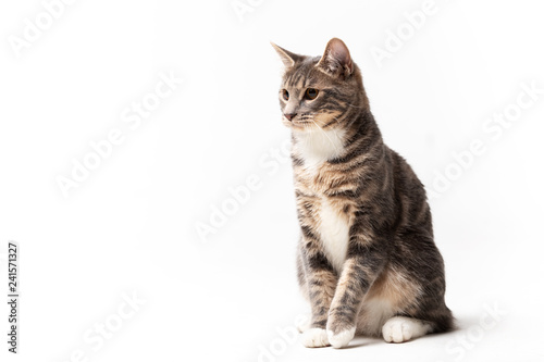 Fototapeta Naklejka Na Ścianę i Meble -  Adorable bobtail cat isolated on white background
