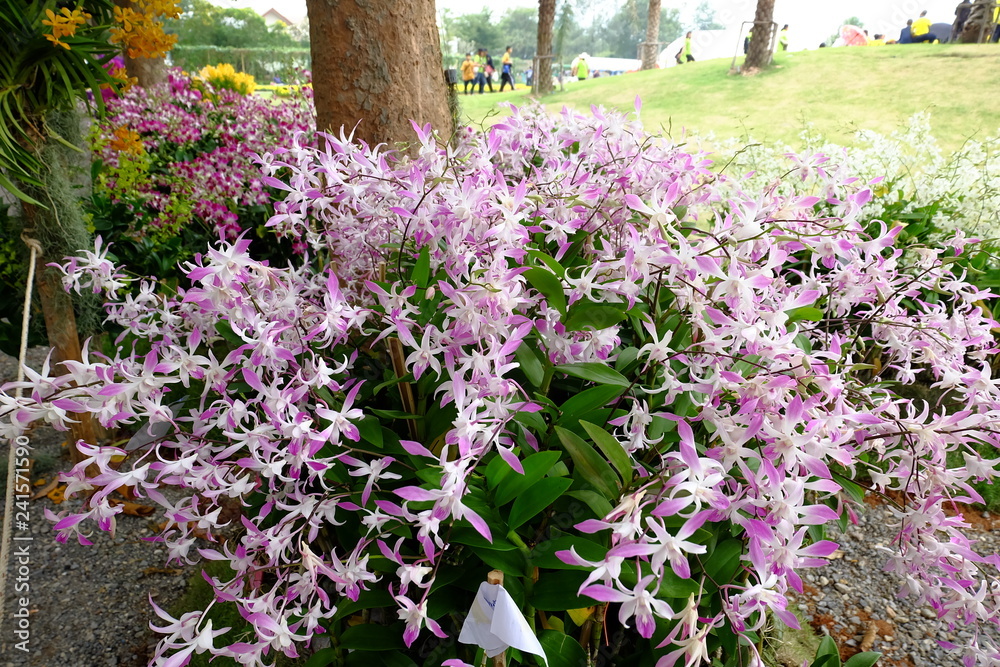 Fototapeta premium orchid