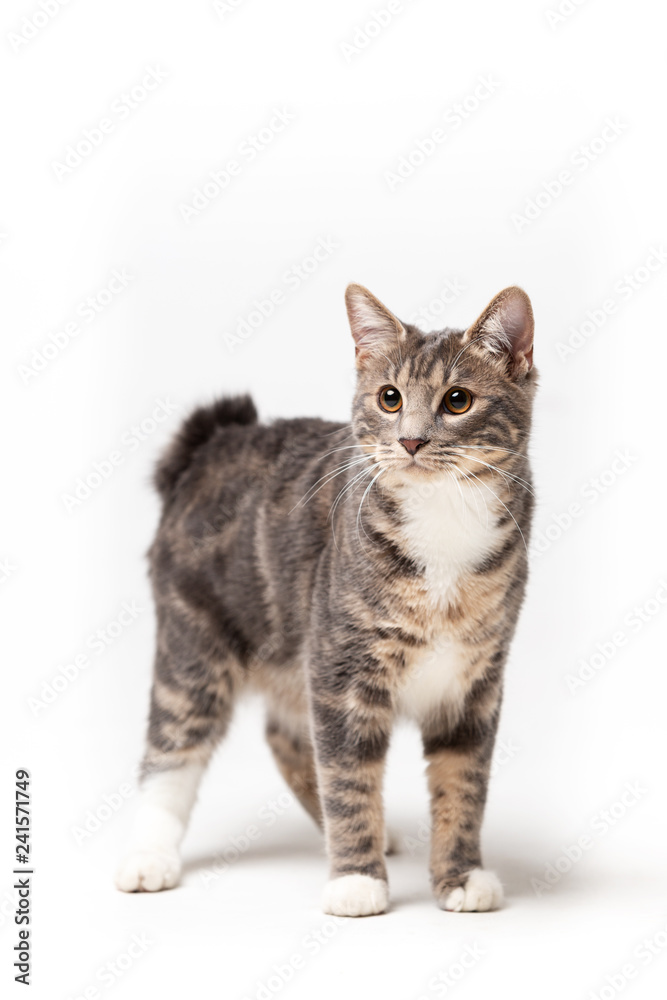 Adorable bobtail cat isolated on white background Adorable bobtail cat isolated on white background