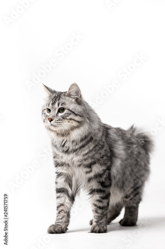Adorable bobtail cat isolated on white background