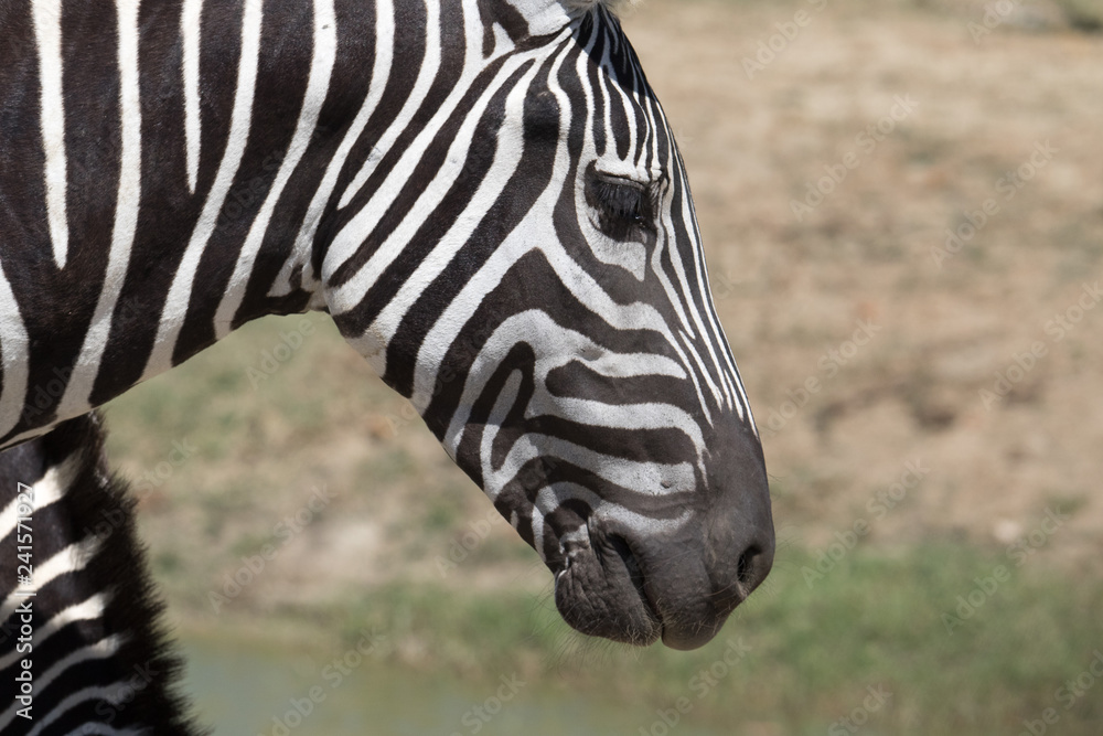 Naklejka premium Closeup of Zebra head