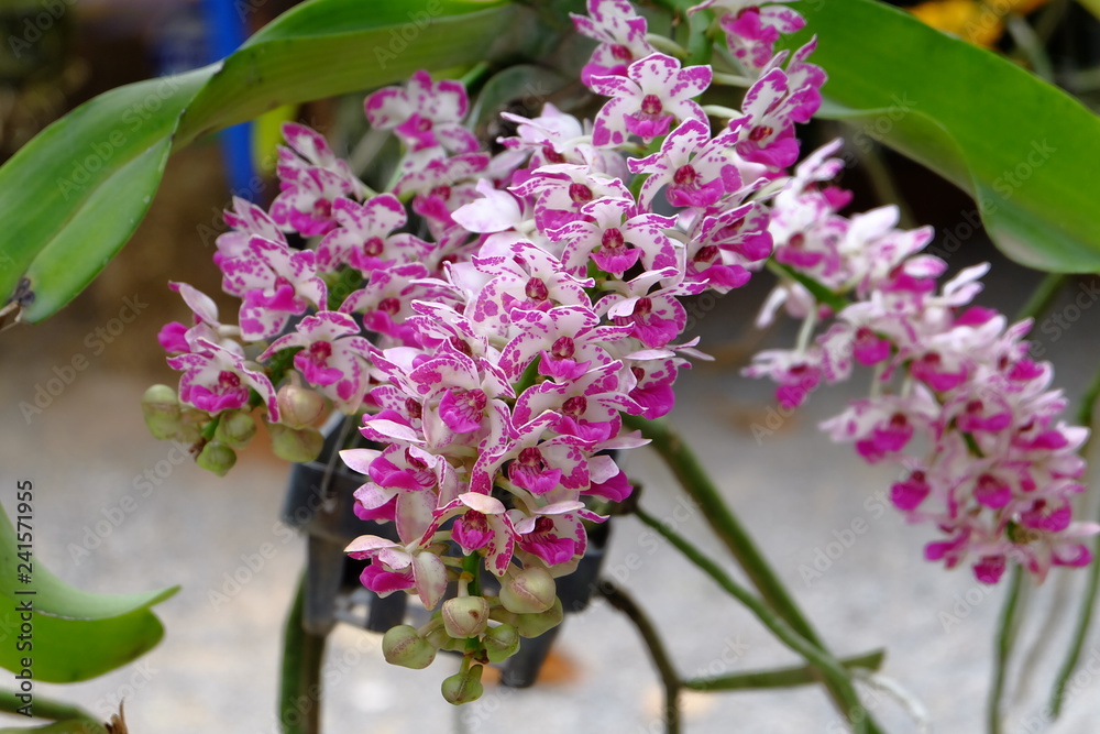 Fototapeta premium orchid