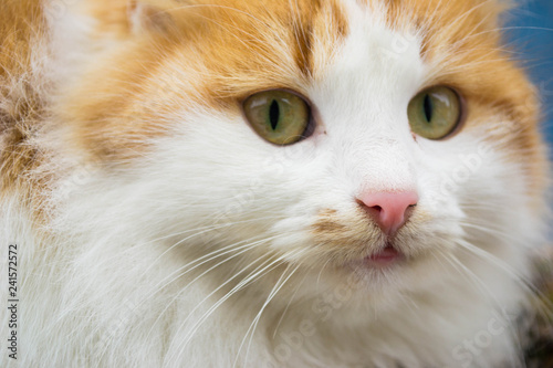 Muzzle white red cat close up