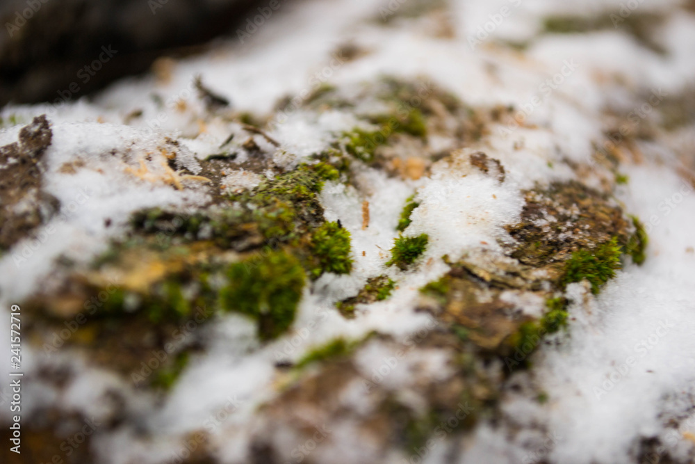 Macro green moss on a log Macro green moss on a log