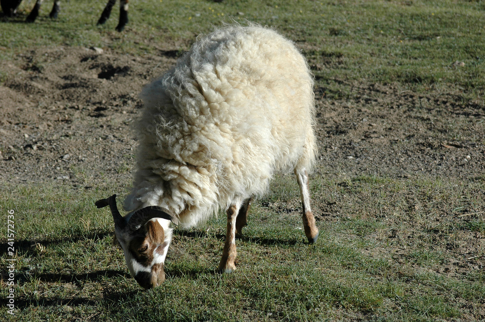 Obraz premium Tibetan sheep on pasture