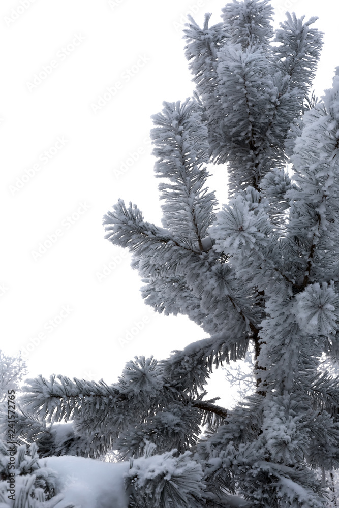 Pine branches covered with fluffy hoarfrost. 