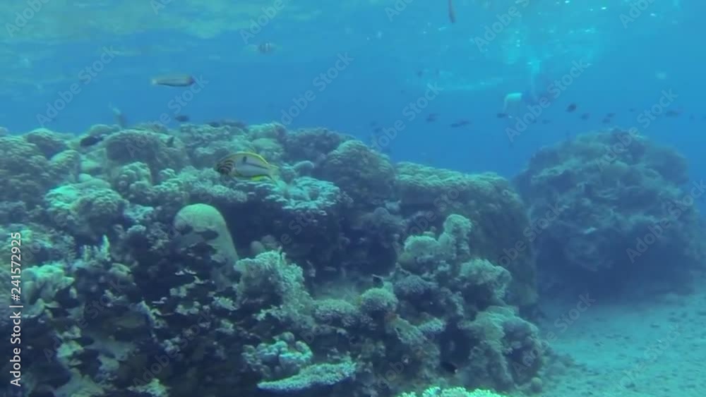Diving in the Red sea Reef Beautiful shot of diving in the Red sea Reef underwater Diving in the Red sea Reef Beautiful shot of diving in the Red sea Reef underwater