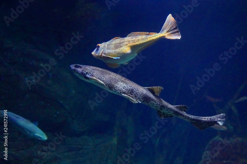 Little gurgling together with one  Leopard shark. photo