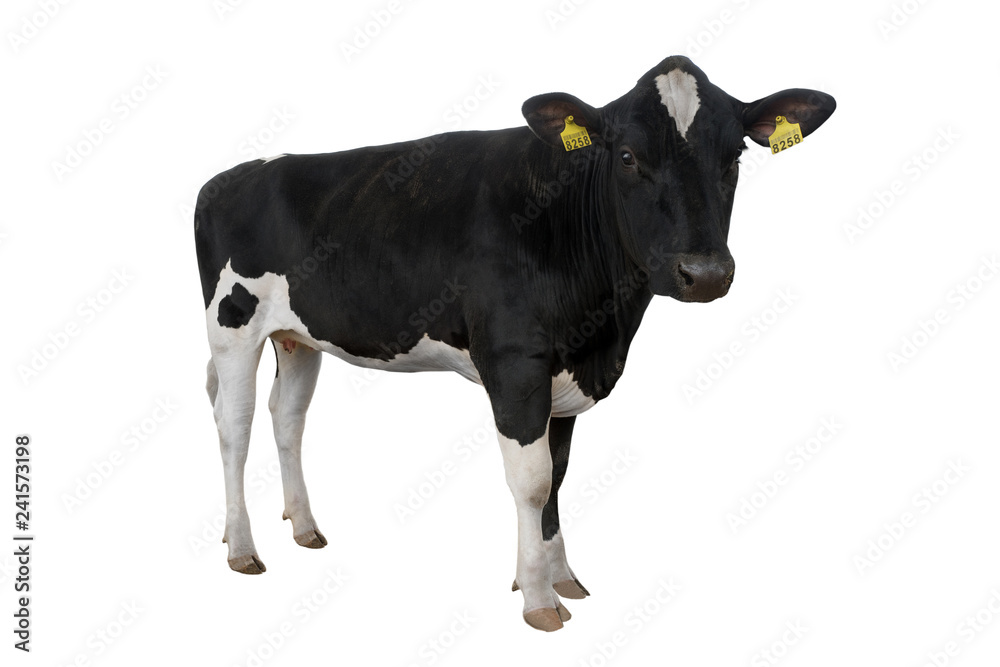 cow with the number 8258 isolated