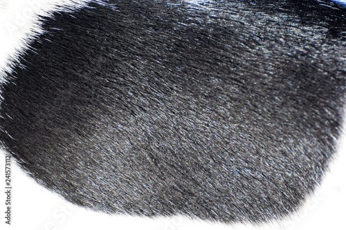 Fototapeta Naklejka Na Ścianę i Meble -  pointing dog hair texture