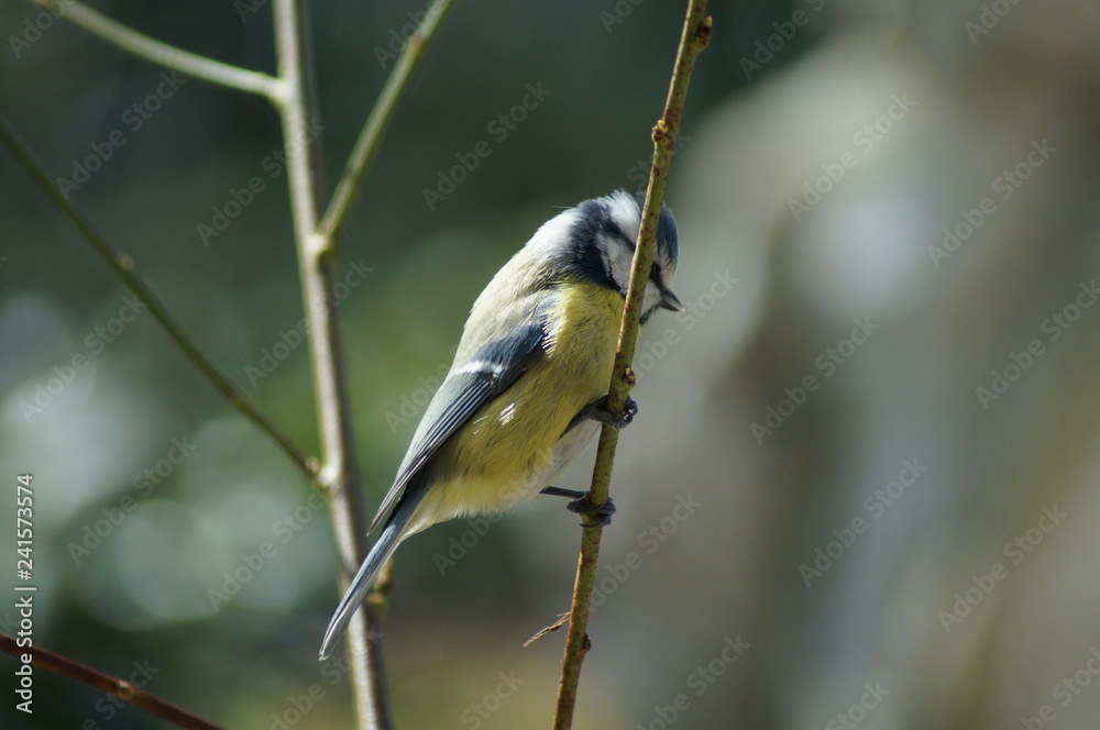 Obraz premium Kleiner Vogel 