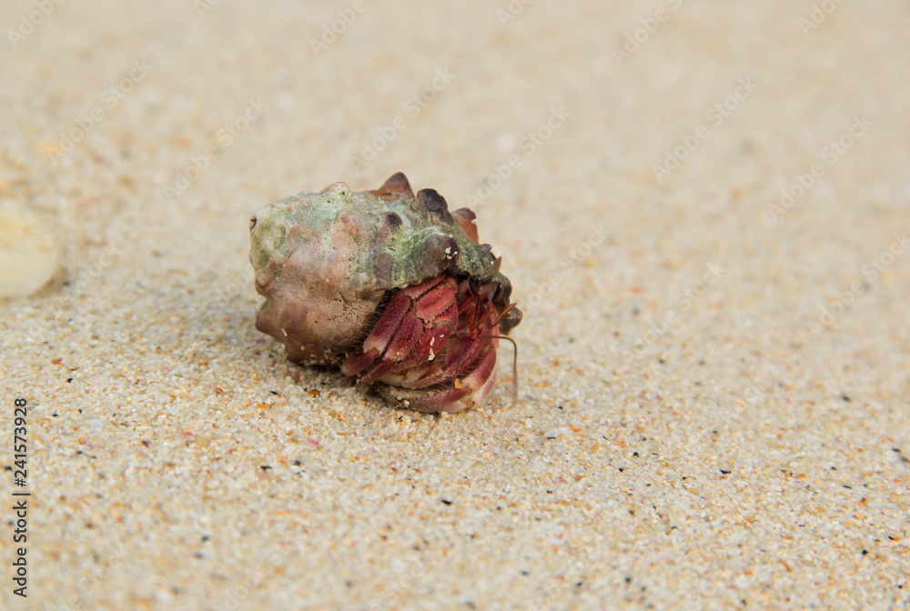 Hermit crab on tropical beach