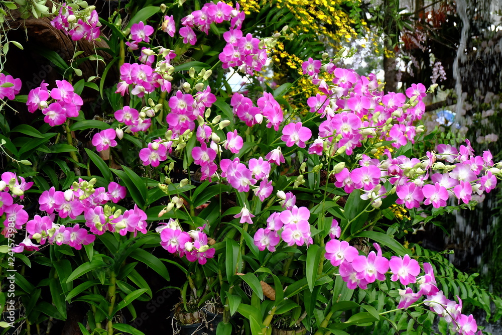 Obraz premium orchid