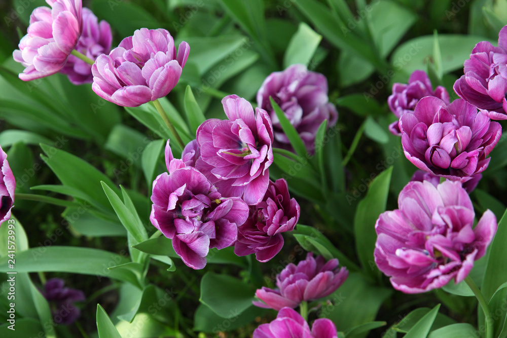 Beautiful Lilac tulips close up in spring garden Beautiful Lilac tulips close up in spring garden