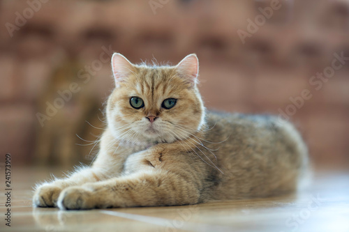 A brown cat sits happily on the floor in the room.soft focus.