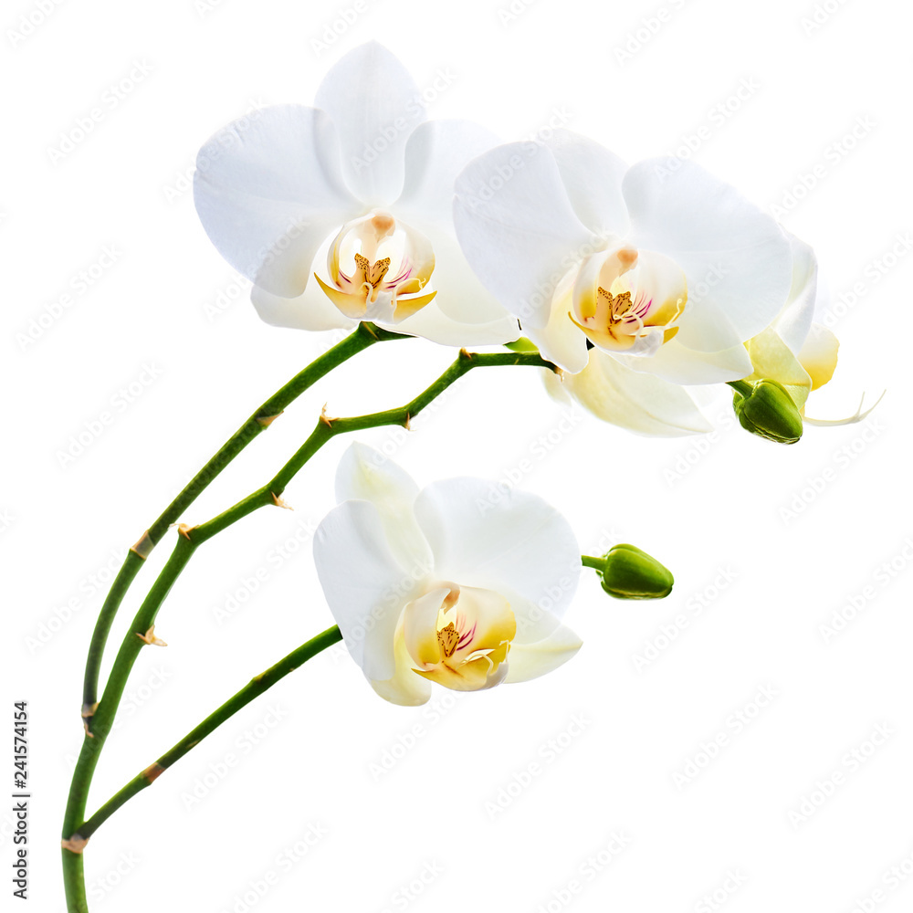 Fototapeta premium Orchidee kwiaty na banch na białym tle.