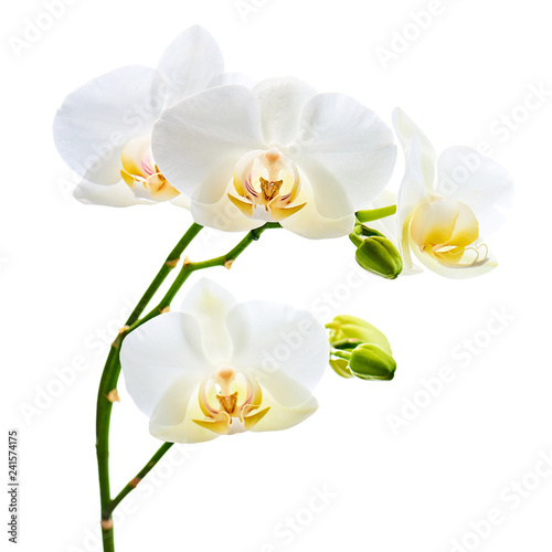 Fototapeta Naklejka Na Ścianę i Meble -  Orchids flowers on banch isolated on white background.