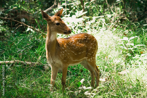Spotted Deer in the wild