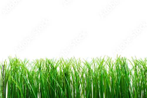 Green grass isolated