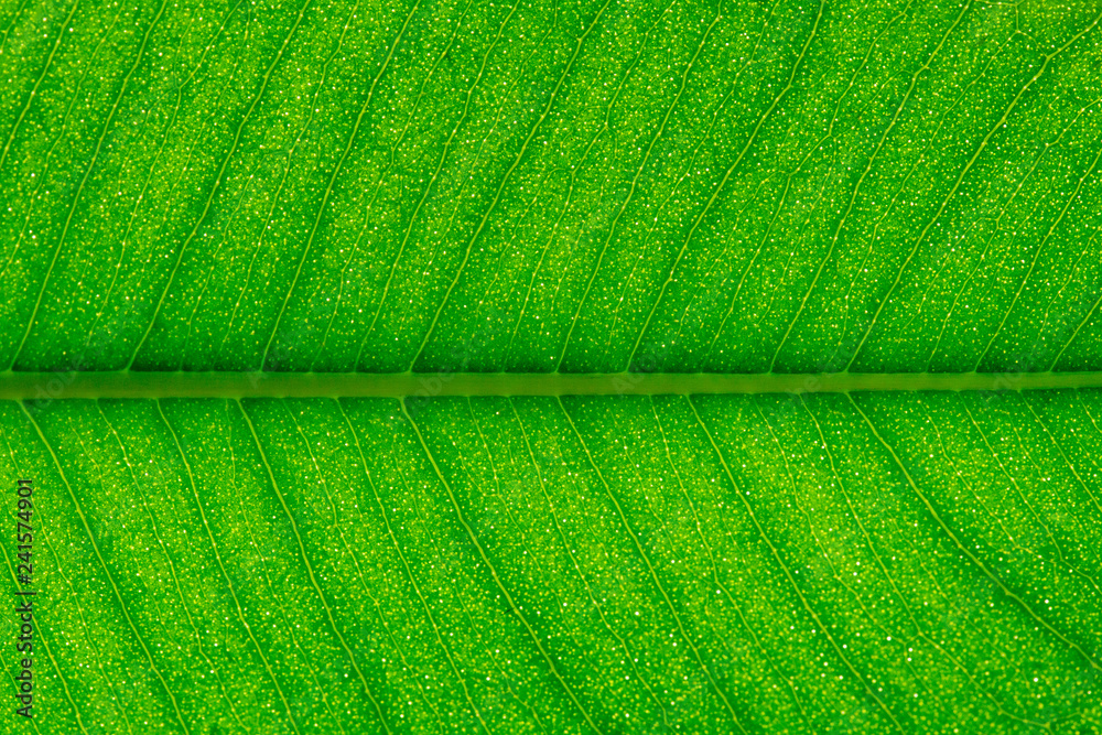 Green leaf texture Green leaf texture