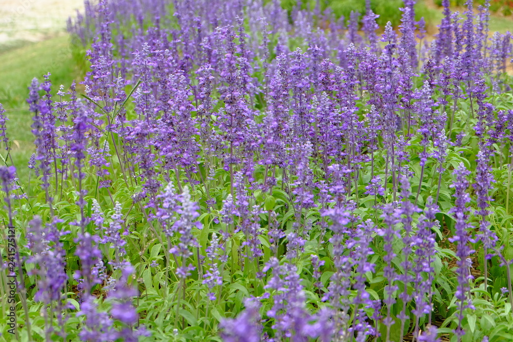 Obraz premium lavender plant