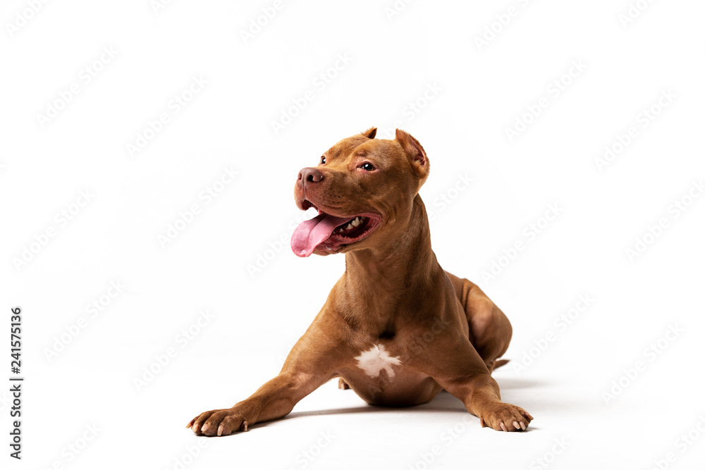Adorable red dog sits at white background Adorable red dog sits at white background