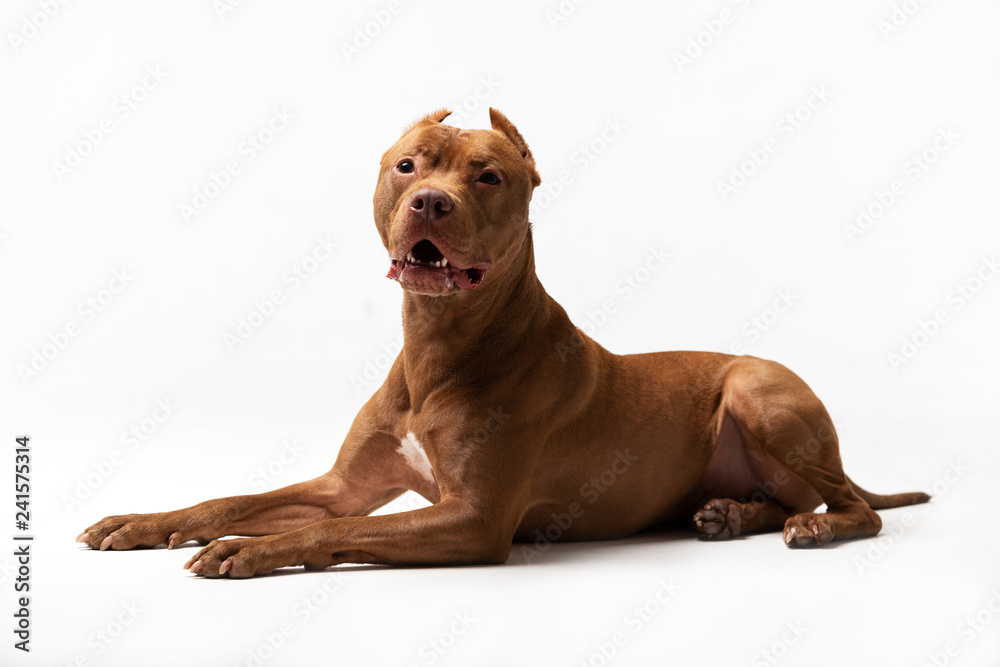 Adorable red dog sits at white background