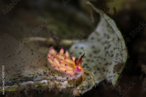 Nudibranch Favorinus mirabilis. Picture was taken near Island Bangka in North Sulawesi, Indonesia