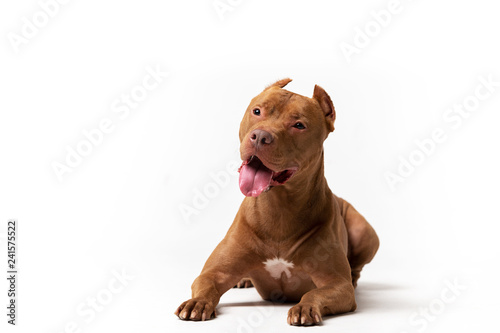 Adorable red dog sits at white background