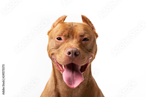 Adorable red dog sits at white background