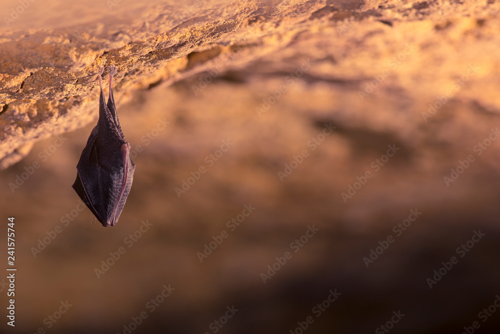 Fototapeta premium Close up small sleeping horseshoe bat covered by wings, hanging upside down on top of cold natural rock cave while hibernating. Creative wildlife photography. Creatively illuminated blurry background.
