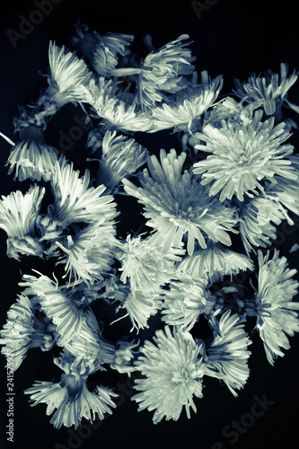 Fototapeta Naklejka Na Ścianę i Meble -  Dandelions background