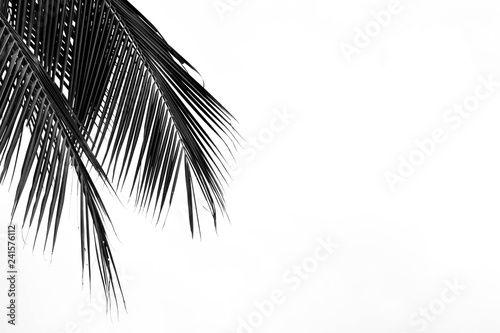 closeup palm leaves - monochrome