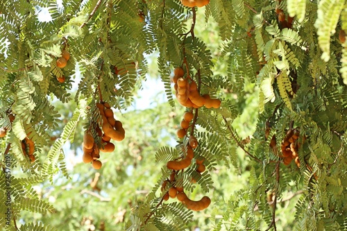 tamarind tree in tropical photo