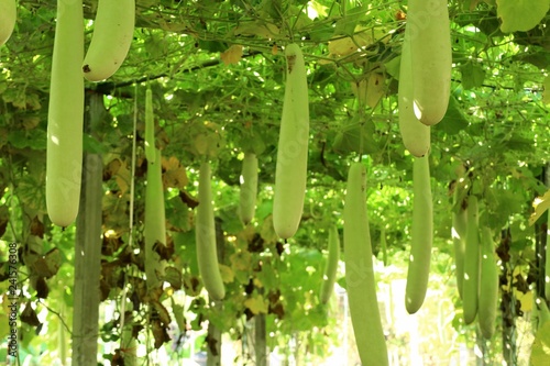 winter melon in farm