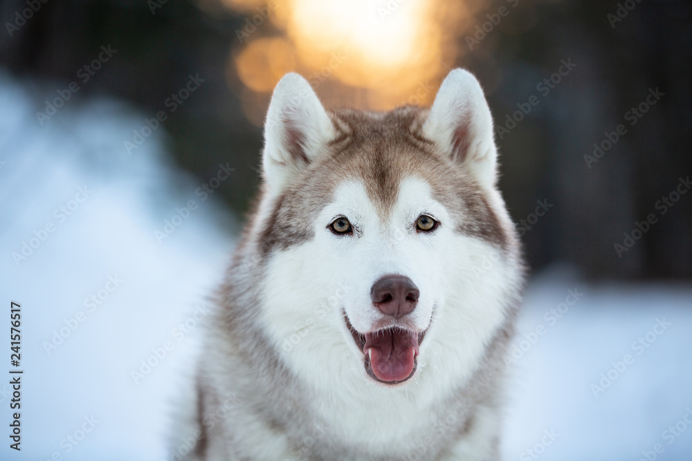 Close-up portrait of beautiful and happy siberian Husky dog sitting on the snow in the fairy winter forest at sunset