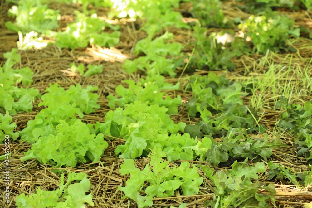 Early cabbage in farm Early cabbage in farm