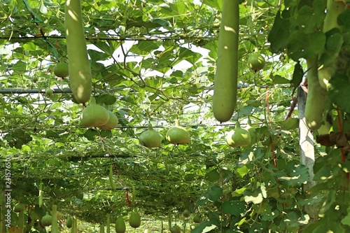 winter melon in farm
